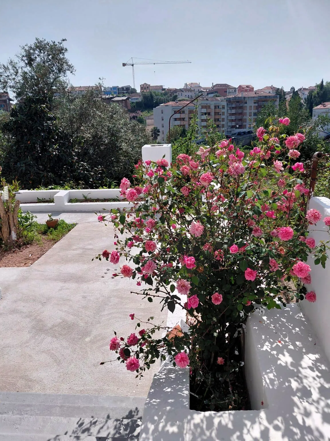 Terraço do prédio nos Olivais depois da obra, com roseira em flor e vista sobre Coimbra